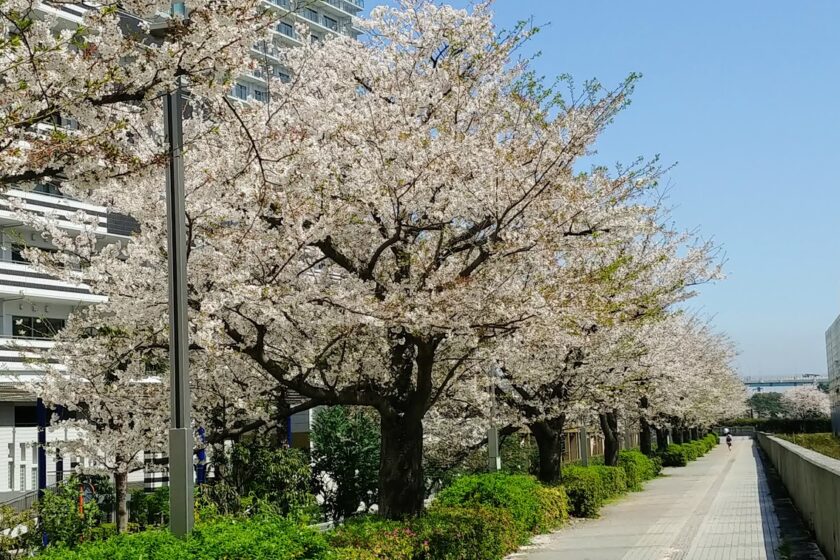 都内は桜の花が見ごろです＠日本事務所